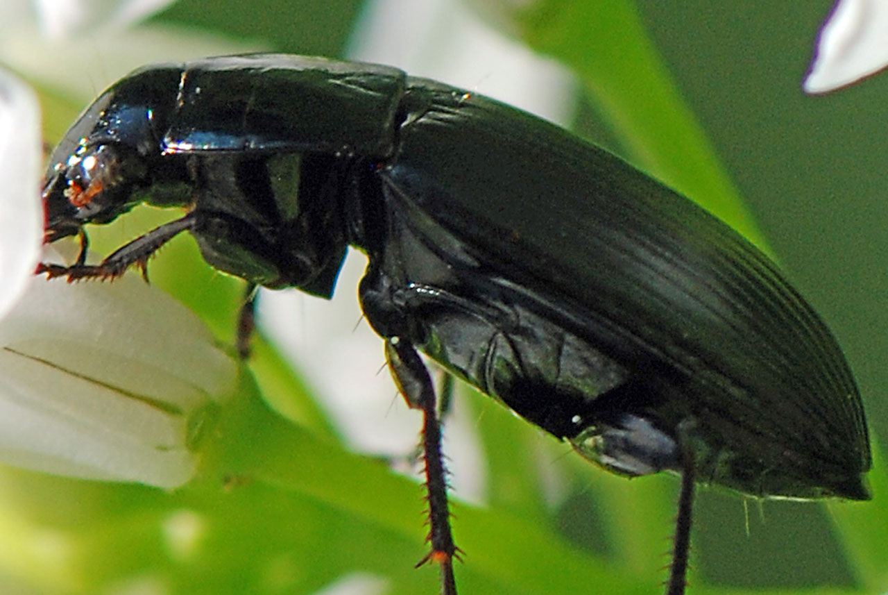 Carabidae su fiore da ID. Amara ovata